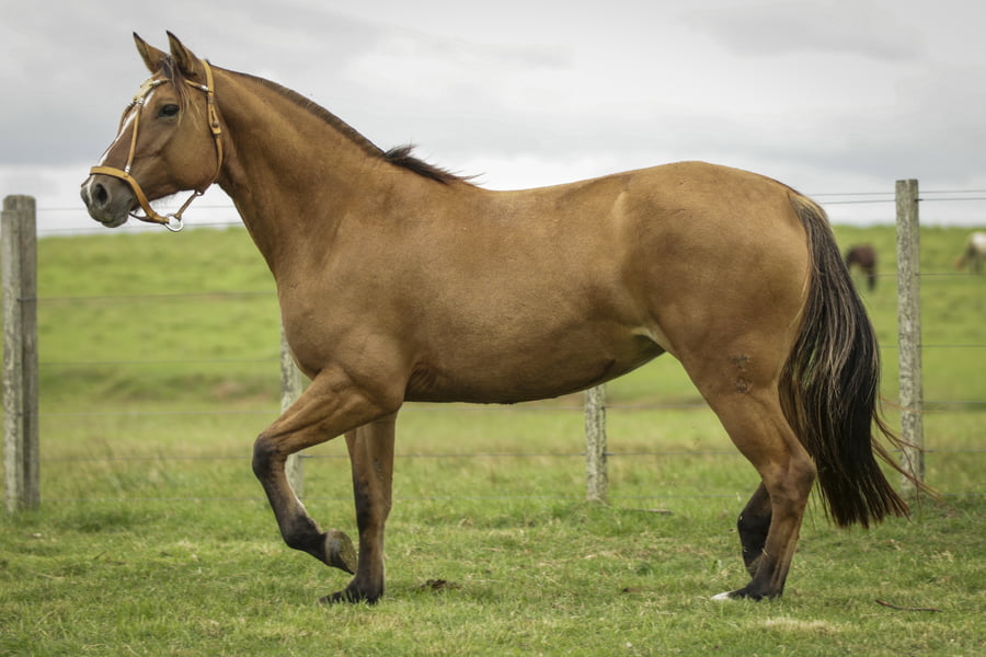 Lote Pólvora 498 de La Casilla