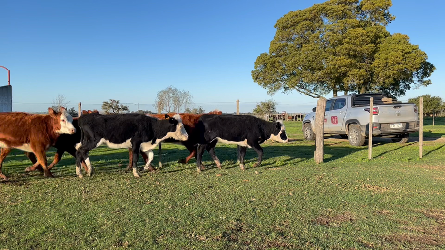 Lote VAQUILLONAS 1 a 2 AÑOS