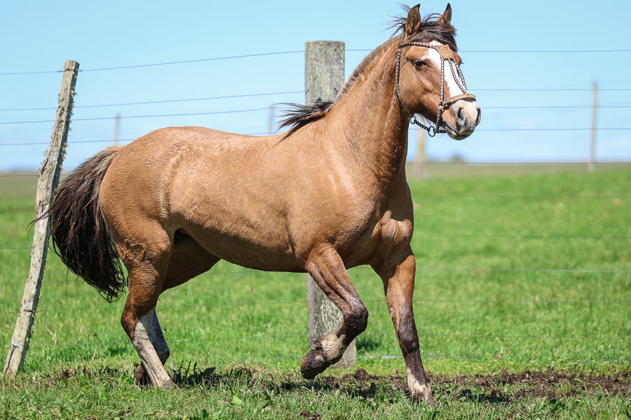 Lote SANTA INES marculina