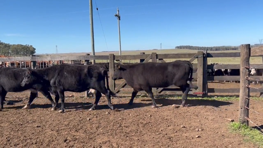 Lote Vacas de invernada