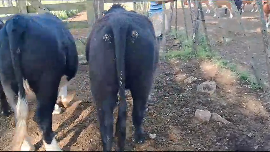 Lote 3 Vaquillonas  Angus a remate en Pantalla Camy 350kg -  en Ruta 3 Km120