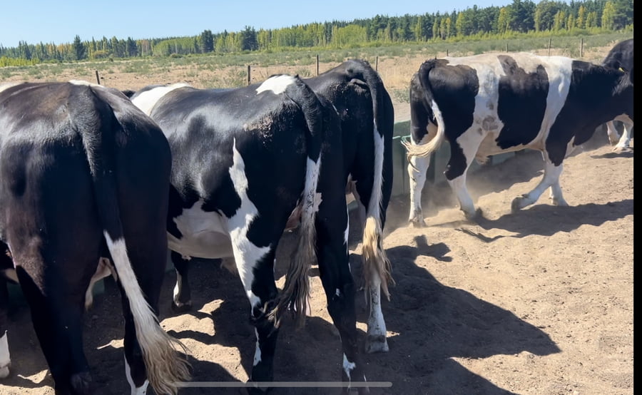 Lote 45 Novillo Gordo en Los Ángeles, VIII Región Biobío