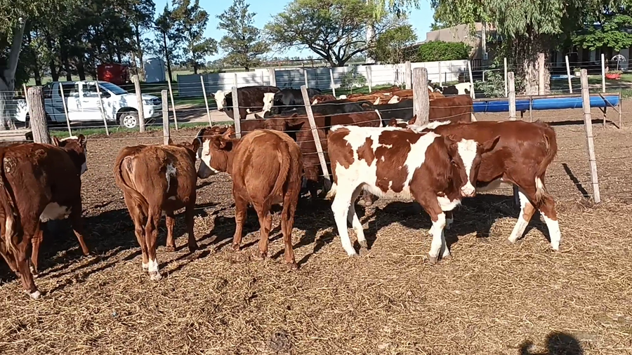 Lote 13 Terneras en Santa Fe, Palacios