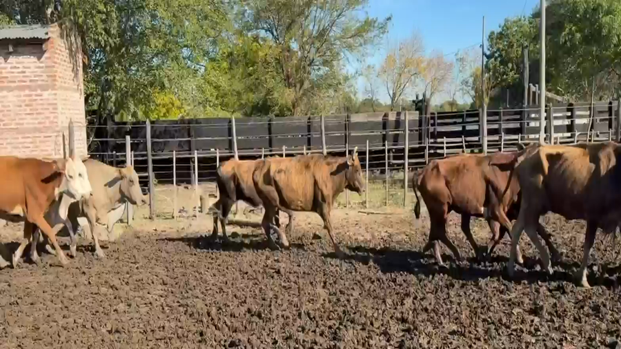 Lote 22 Vacas p/ invernar