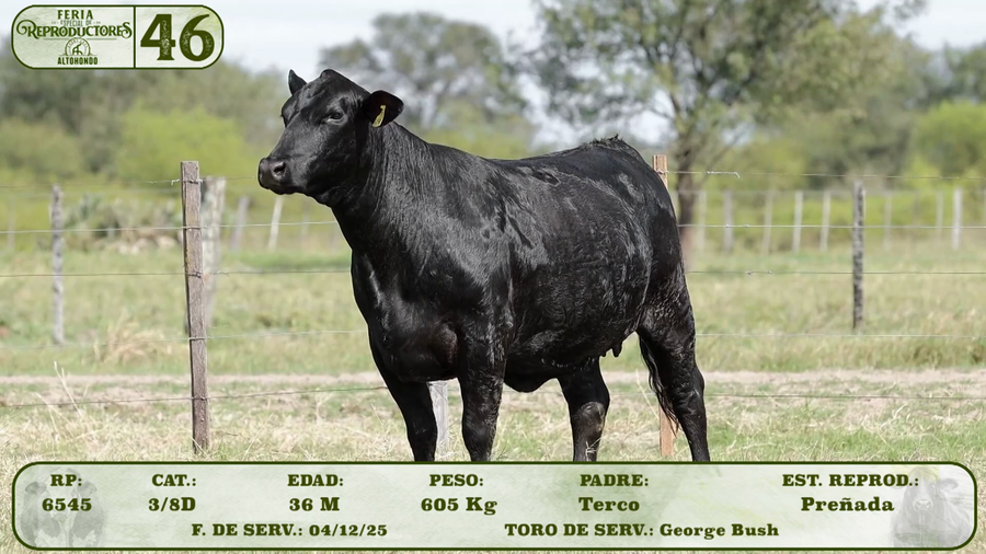 Lote LOTE 46