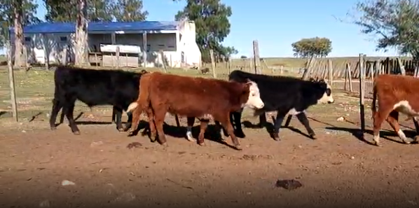 Lote 32 Terneros en Cerro Largo