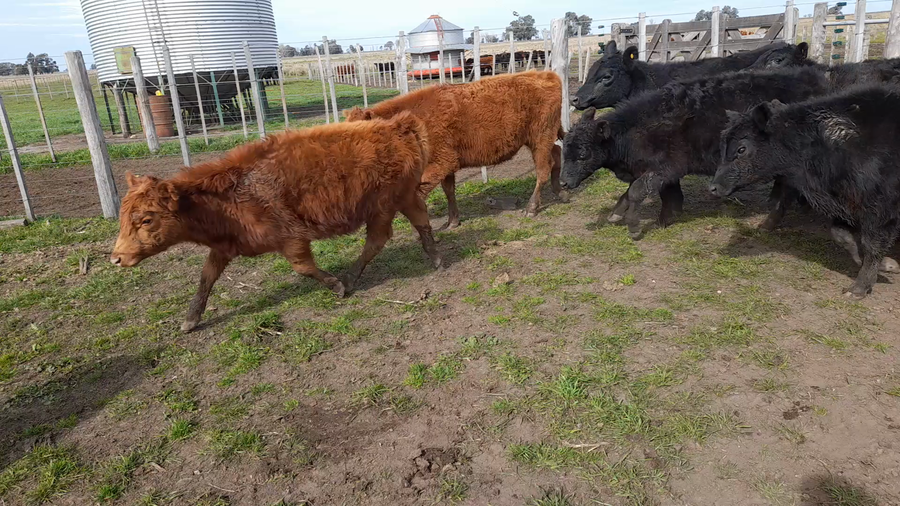 Lote 20 Terneros en Benito Juarez