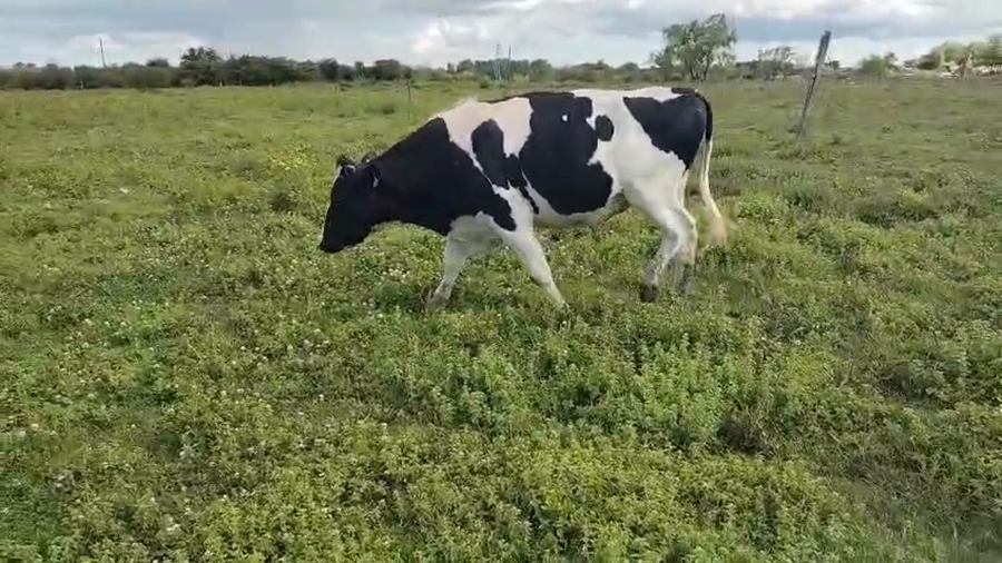Lote Toros a remate en Pantalla Camy, San José