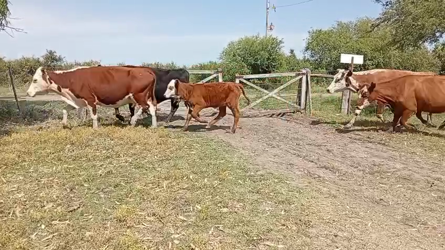 Lote 140 Vacas con Cría  en Entre Ríos, San José de Feliciano