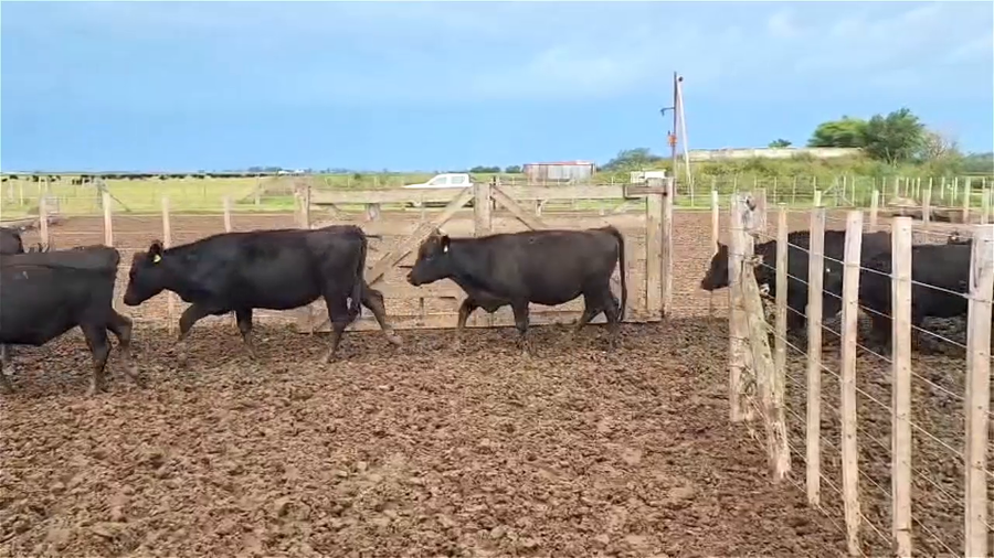 Lote 63 VAQUILLONAS P/ SERVICIO