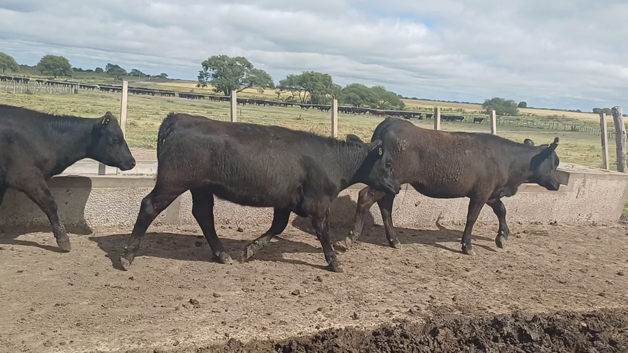 Lote 120 Terneras