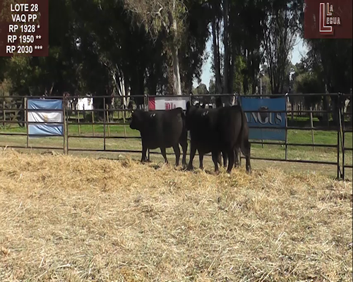 Lote VAQ.  A. ANGUS PURAS DE PEDIGREE PREÑADAS Y  SIN SERVICIO
