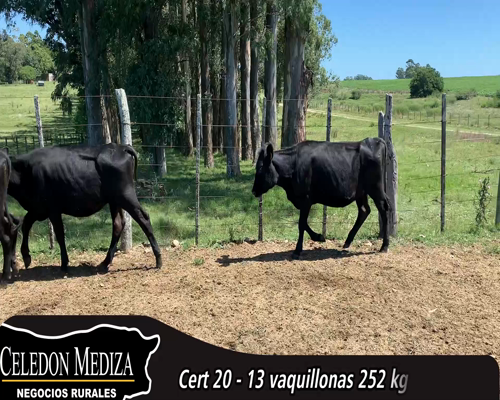 Lote (Vendido)13 Vaquillonas 1 a 2 años 11 AA XHO,  1 AA X HE,  1 HO a remate en 14 remate por pantalla - Celedón 252kg - , Colonia