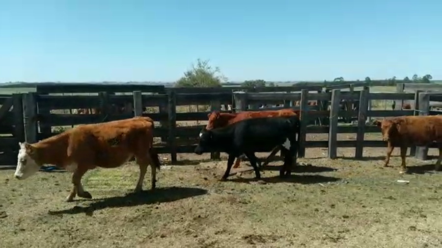 Lote (Vendido)9 Terneras LIMOUSINE a remate en #29 Pantalla Carmelo 195kg -  en PIEDRA CHATA