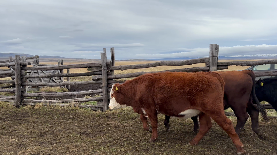 Lote 50 Novillo Engorda en Coyhaique, XI Región Aysén