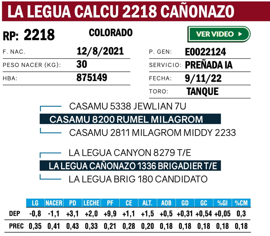 Lote VAQUILLONAS ANGUS  PP