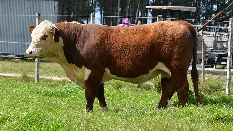 Lote Toros Hereford