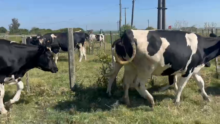 Lote 4 Vaquillonas , San José