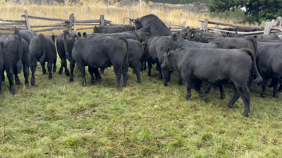 Lote 43 Ternero en Coyhaique, XI Región Aysén