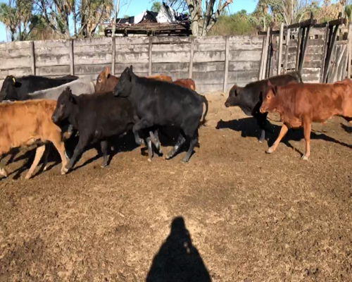 Lote 100 Terneros/as en Formosa, Gral. Lucio V. Mansilla