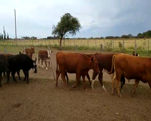 Lote 100 Terneros/as en Buenos Aires, Mayor Buratovich
