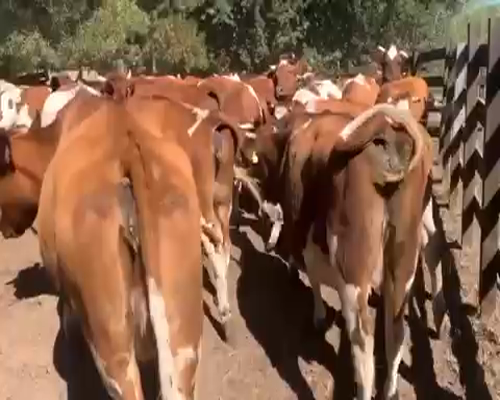 Lote 43 Vaca Preñada en Quillón, XVI Región Ñuble