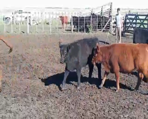 Lote 30 Terneros en Laprida, Buenos Aires