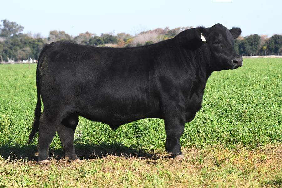 Lote RP 18570 - TOROS PP ELITE