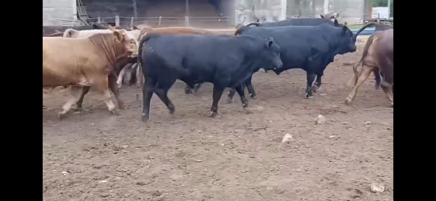 Lote 40 MEJ / Macho Entero Joven en Almafuerte, Córdoba
