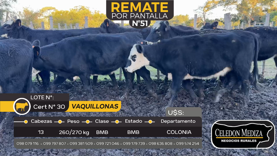 Lote 13 Vaquillonas  en Tarariras, Colonia