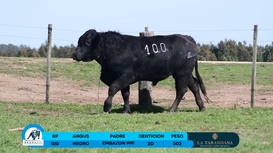 Lote Toro