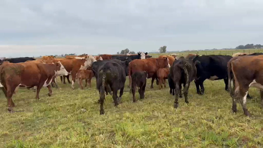 Lote 200 Vacas medio uso al cte