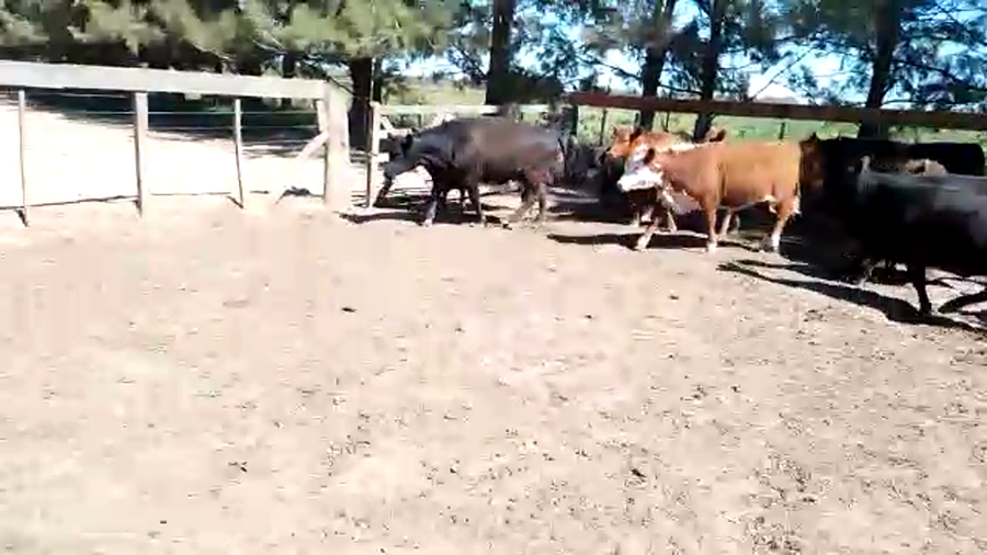 Lote 54 Novillitos y vaquillonas en Magdalena, Buenos Aires