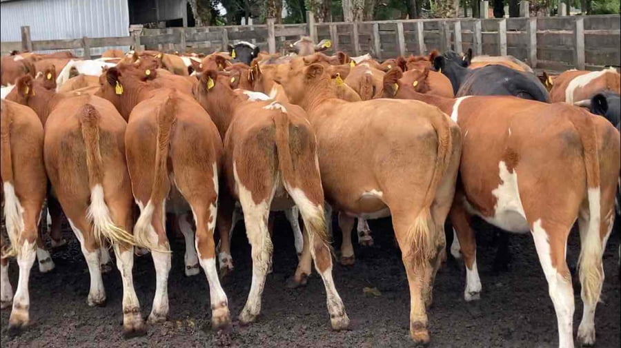 Lote 63 Vaquilla Engorda en Puerto Octay, X Región Los Lagos