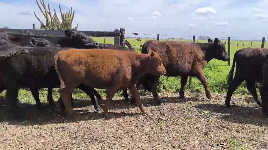 Lote 10 Terneros/as en Olavarria