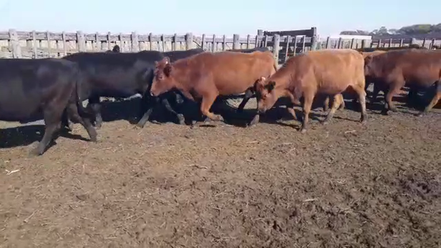 Lote 100 Vaquillonas C/ gtia de preñez en Buenos Aires, Pigüé