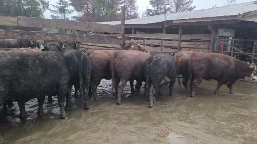 Lote 20 Vaquilla Gorda en Los Ángeles, VIII Región Biobío