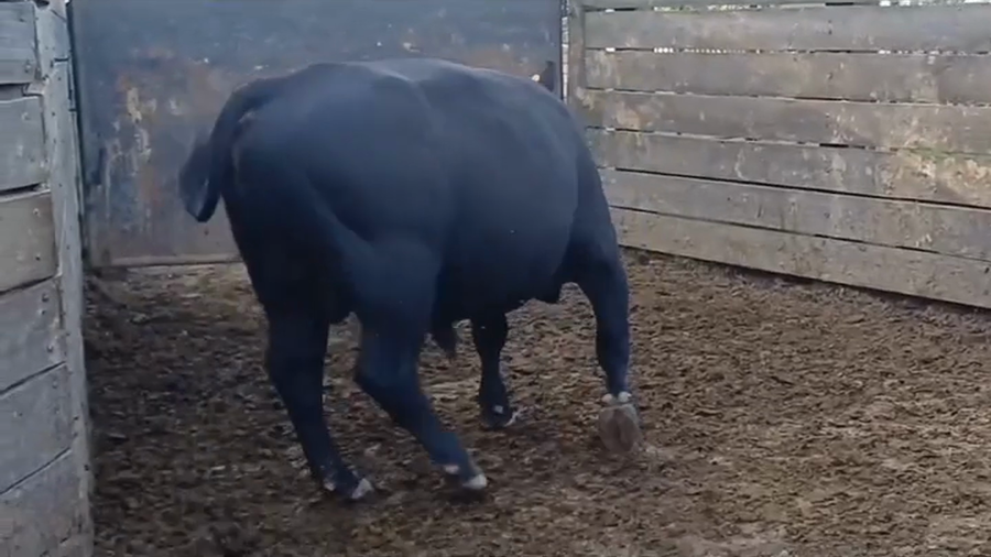 Lote Toros ANGUS a remate en #44 Pantalla Carmelo en MAL ABRIGO