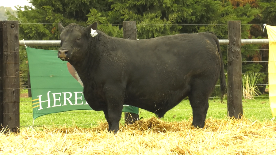 Lote TOROS A. ANGUS PURO PEDIGREE