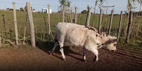 Lote 7 Terneros en Soriano