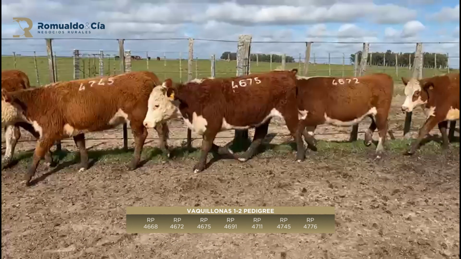Lote 7 VAQUILLONAS 1 A 2 AÑOS PI a remate en 6º Expo Nacional Hereford 311kg -  en TORNERO