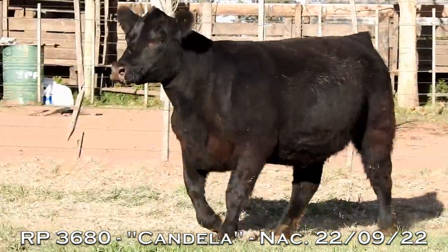 Lote VAQUILLONAS  P.P.