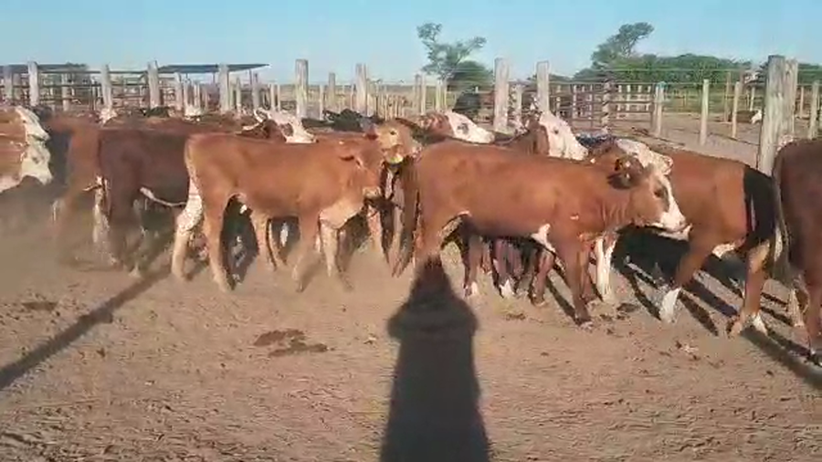 Lote 70 Terneras en Tintina, Santiago del Estero