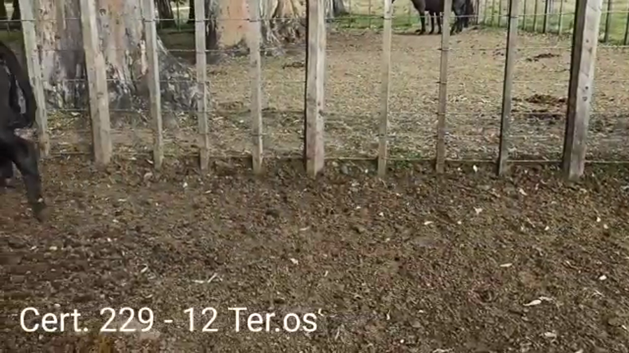 Lote TERNEROS
