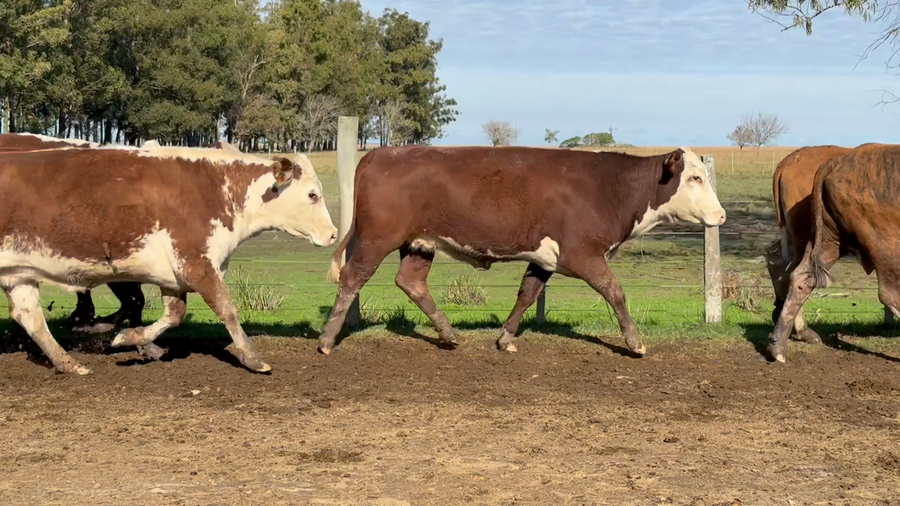 Lote 15 Vacas  en Corrientes, Paso de Los Libres
