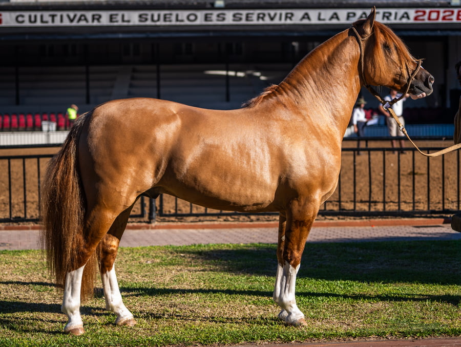 Lote DEL BERDIER JULEPE