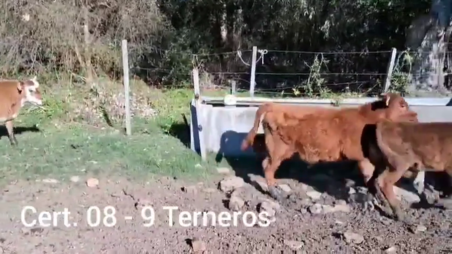 Lote TERNEROS