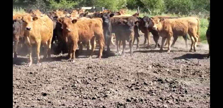 Lote 50 Terneras en Villaguay, Entre Ríos