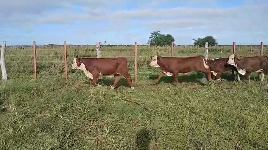 Lote 130 Terneros en Corrientes, Monte Caseros