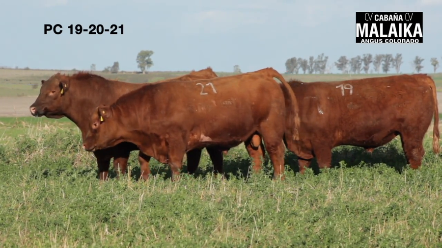 Lote "TORO PURO CONTROLADO ""CABAÑA MALAIKA"""